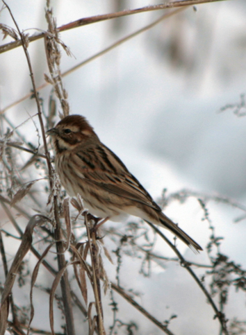 aiuto identificazione zigolo